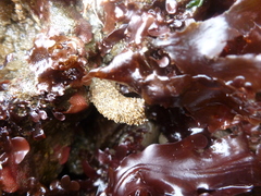Boltenia villosa