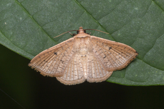 Aglaopus