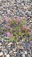 Fumaria bastardii