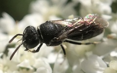 Hylaeus