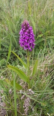 Dactylorhiza purpurella