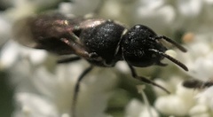 Hylaeus