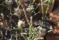 Stoebe microphylla