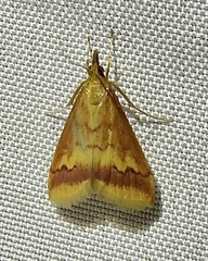 Hyalorista