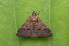 Bertula depressalis
