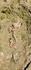 Petaloconchus erectus