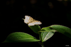 Tanaecia iapis
