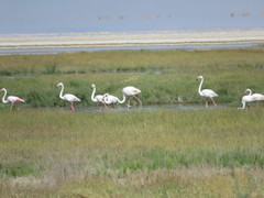 Phoenicopterus roseus