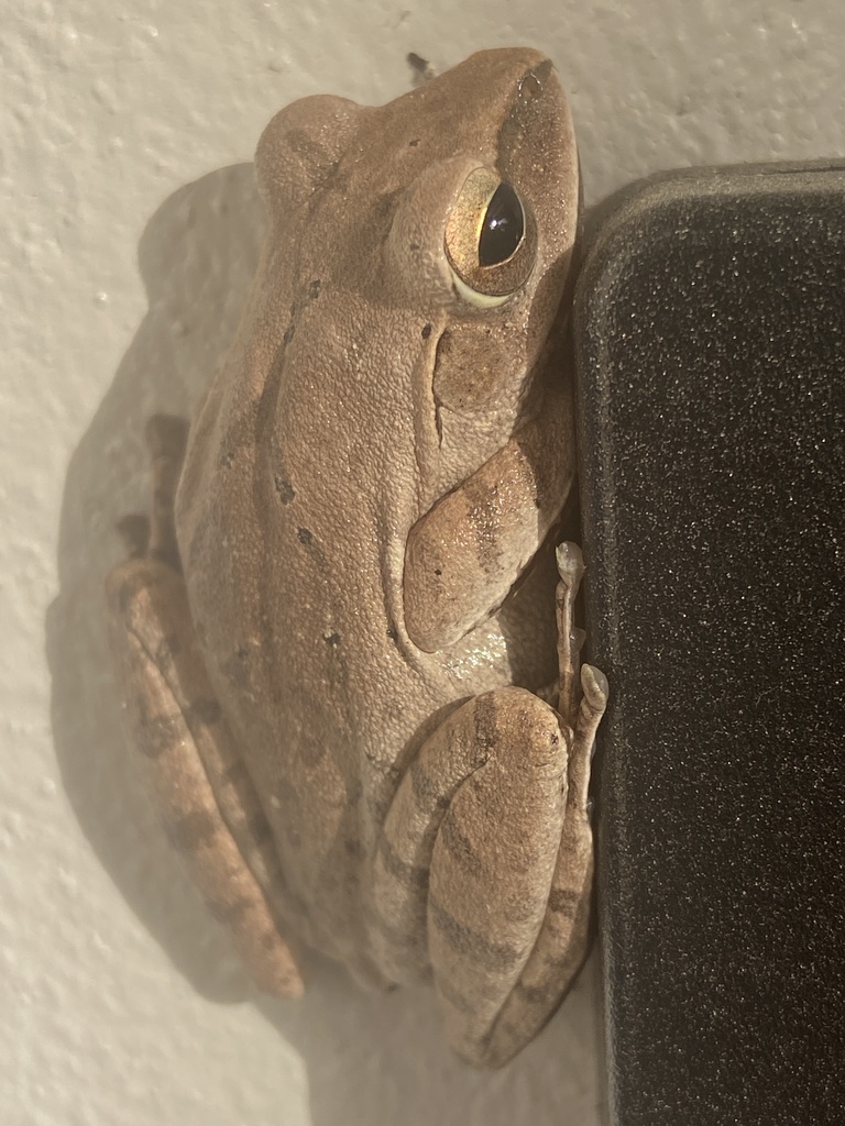 Hong Kong Whipping Frog