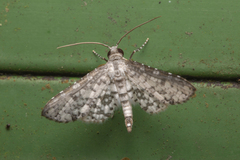 Epaena