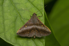 Hadennia hypenalis
