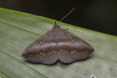 Hadennia hypenalis