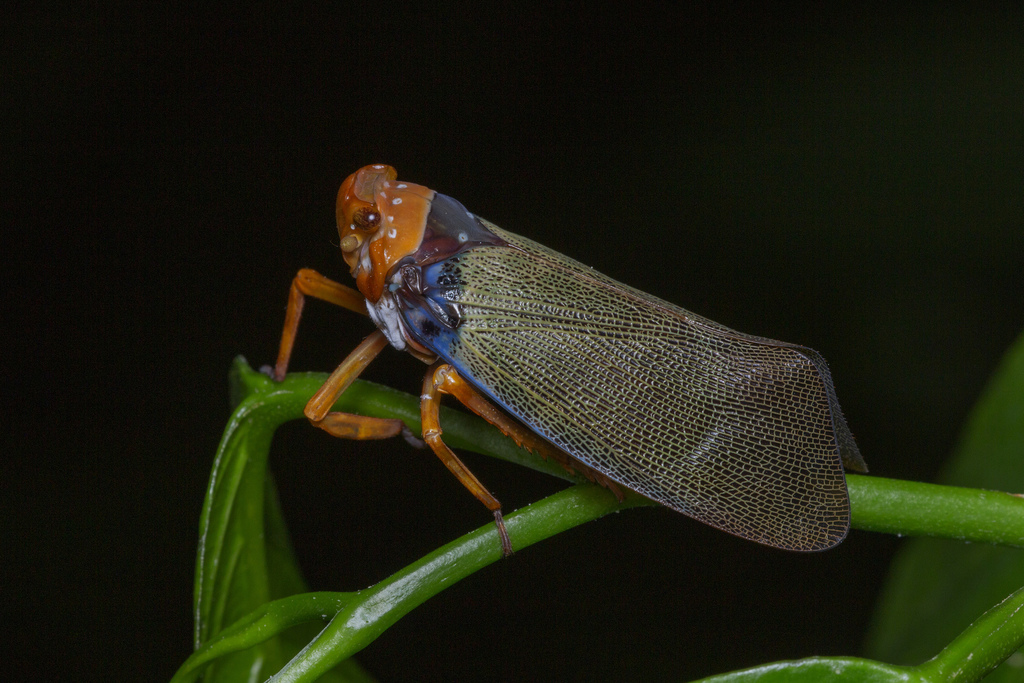 Polydictya