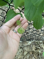 Smilax lasioneura