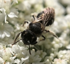 Anthophila