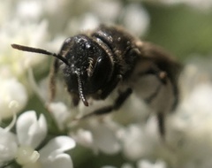 Anthophila