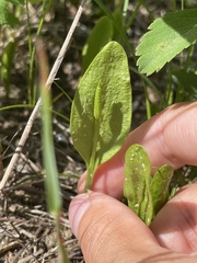 Ophioglossum pusillum