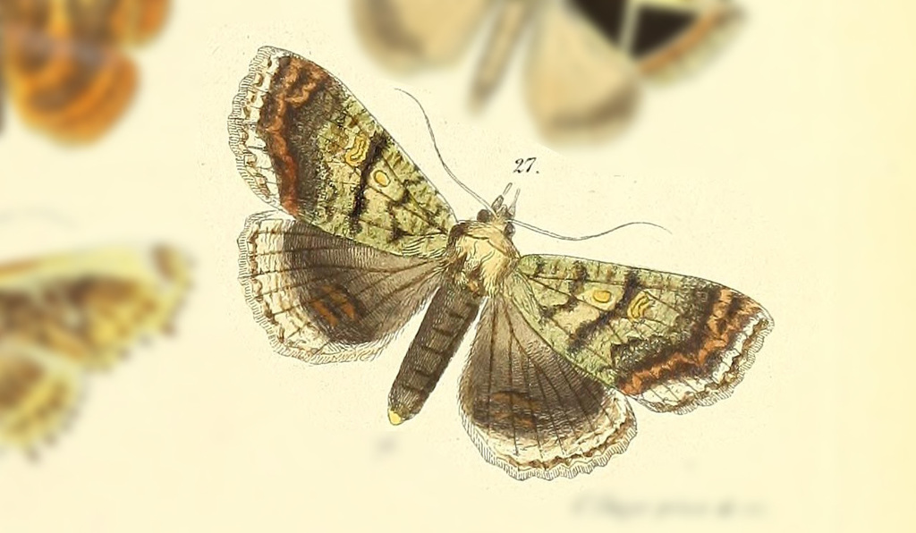Synalamis