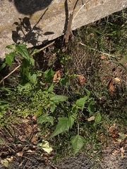 Chenopodiastrum hybridum