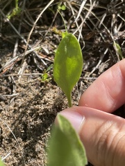 Ophioglossum pusillum image