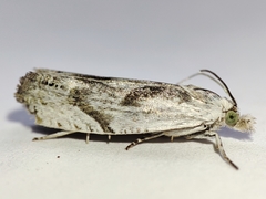 Eucosma metzneriana