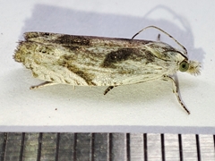 Eucosma metzneriana