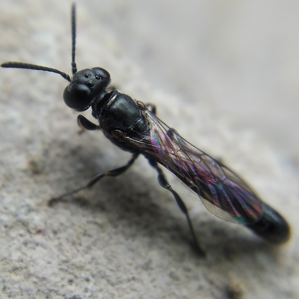 Crabroninae