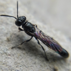 Trypoxylon clavicerum