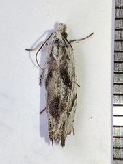 Eucosma metzneriana