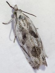 Eucosma metzneriana