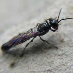 Trypoxylon clavicerum