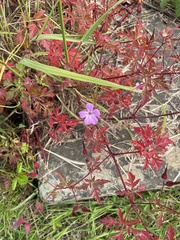 Geranium robertianum