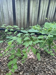 Smilax lasioneura
