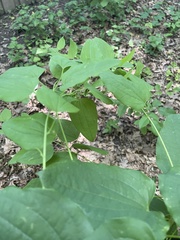 Smilax lasioneura