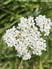 Achillea millefolium