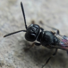 Trypoxylon clavicerum