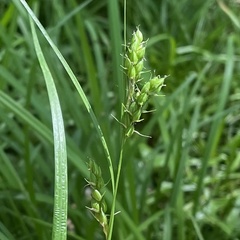 Carex davisii