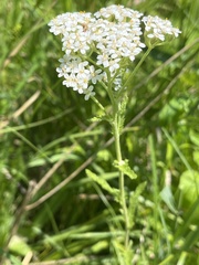 Achillea millefolium
