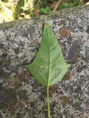 Chenopodiastrum hybridum