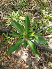 Elaeocarpus decipiens