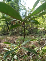 Elaeocarpus decipiens
