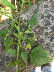 Chenopodiastrum hybridum