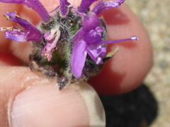 Monardella sinuata nigrescens
