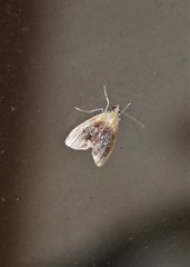 Glaphyria fulminalis