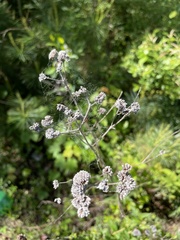 Pycnanthemum verticillatum