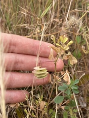 Medicago orbicularis