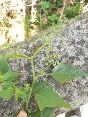 Chenopodiastrum hybridum