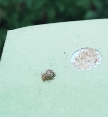 Sminthurus hispanicus