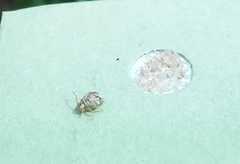 Sminthurus hispanicus