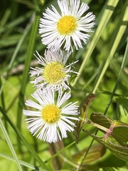 Erigeron philadelphicus